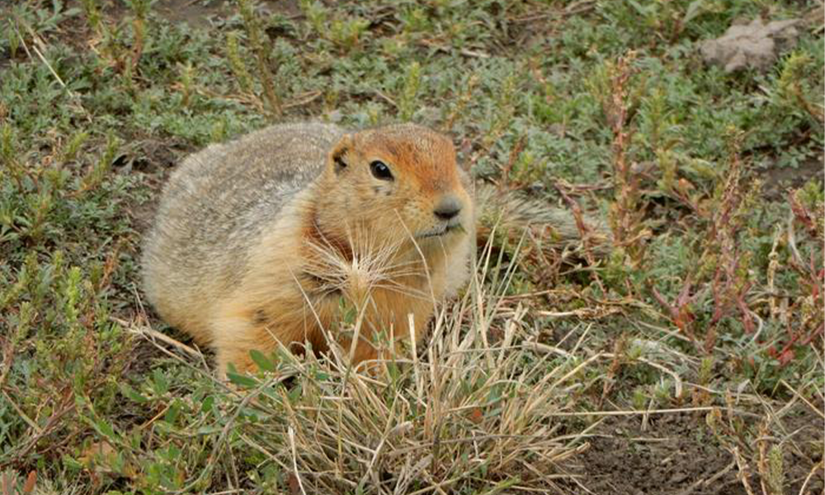 The Surprising Things You Find Digging Through Frozen Prehistoric Squirrel Poop