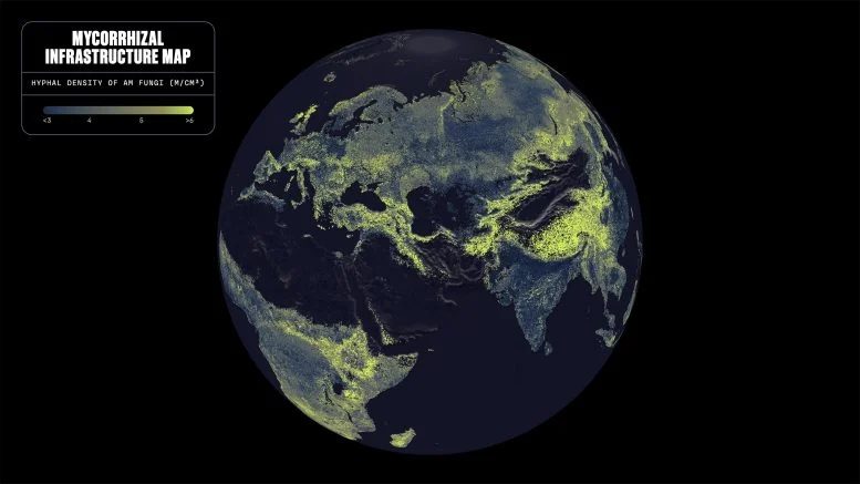 68 Quadrillion Miles: Scientists Map Earth’s Vast Hidden Fungal Network for the First Time
