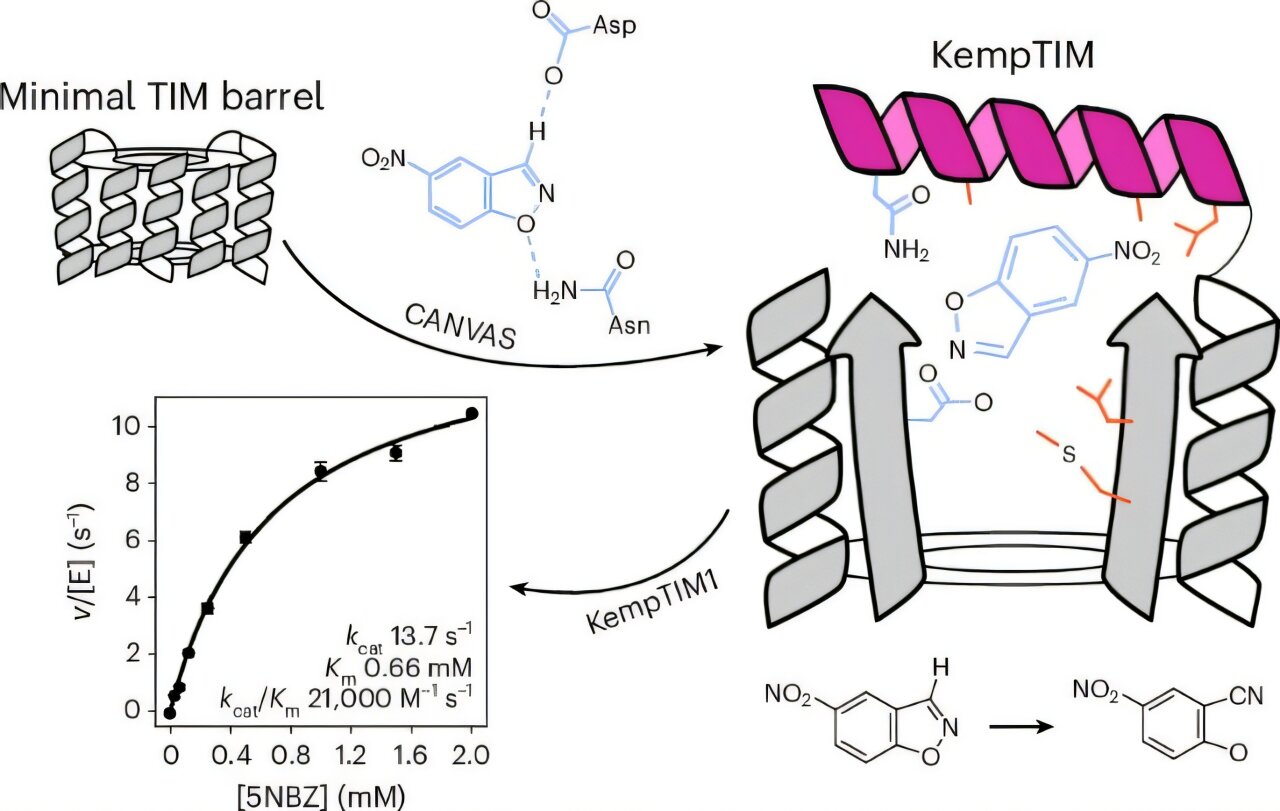 New workflow transforms nonfunctional protein scaffolds into active enzymes