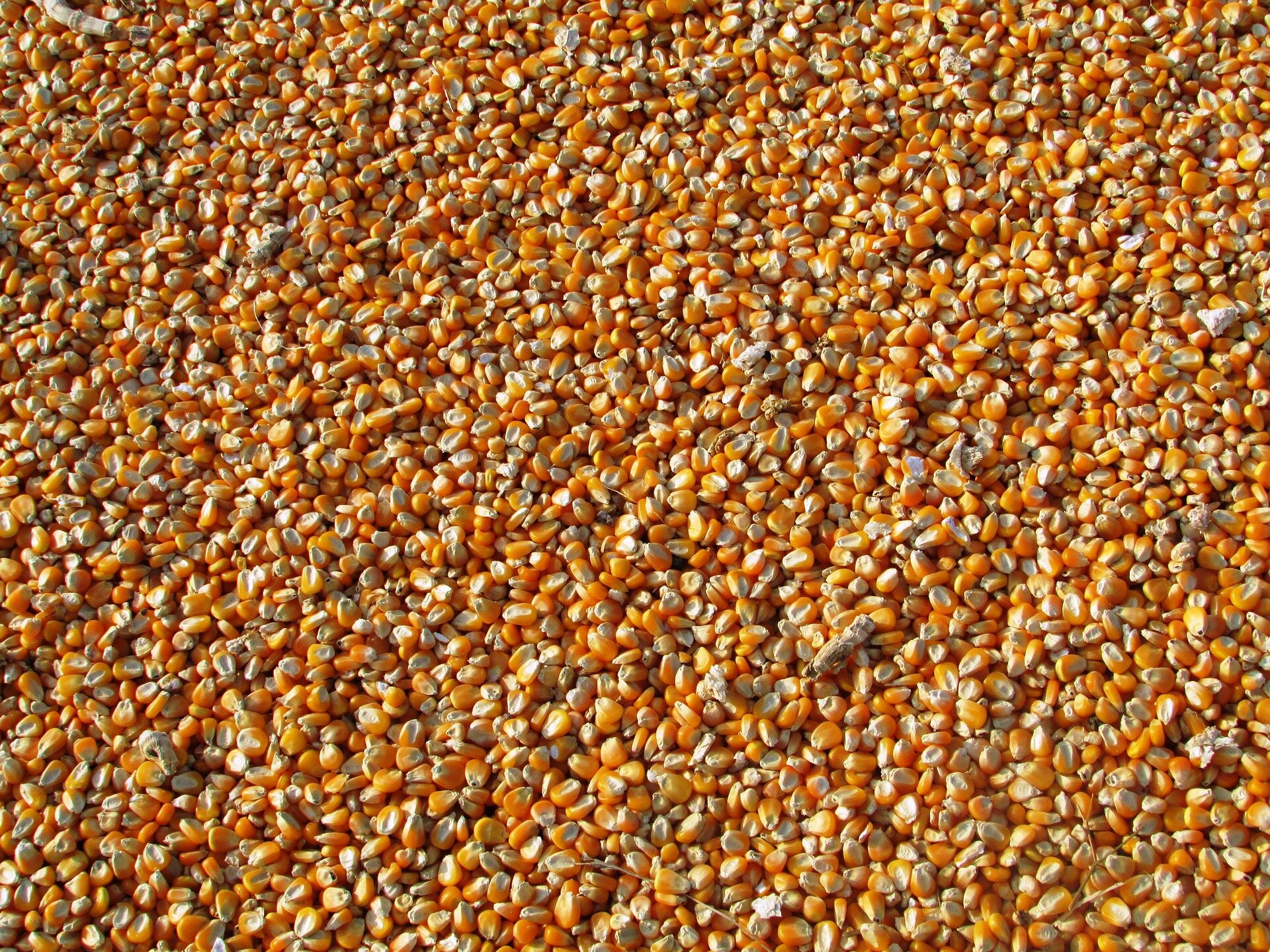 How everyone pays the cost for patents on seeds, and private companies get rich from keeping them secret