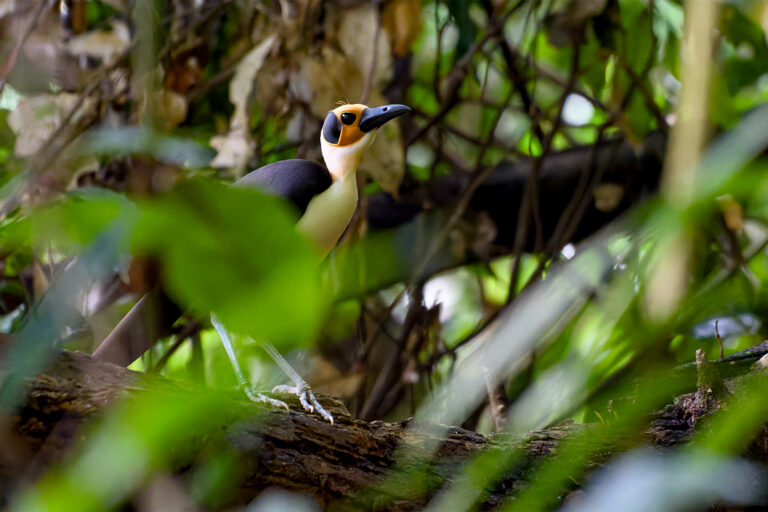 In search of the ‘rare and beautiful’ in an Ivorian rainforest