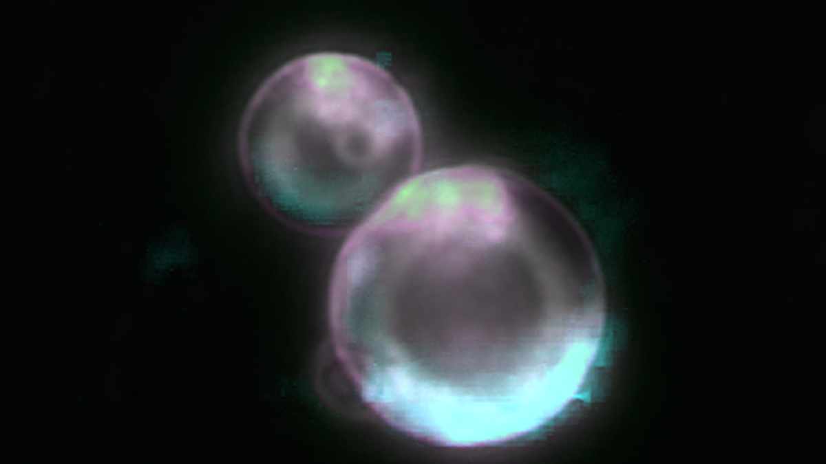 What Are SpudCells? Know The First-Ever Synthetic Cell Created From Scratch In Lab That Replicates