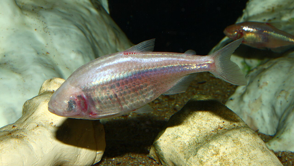 This Blind Cave-Dwelling Fish May Be the Key to Understanding Brain Evolution