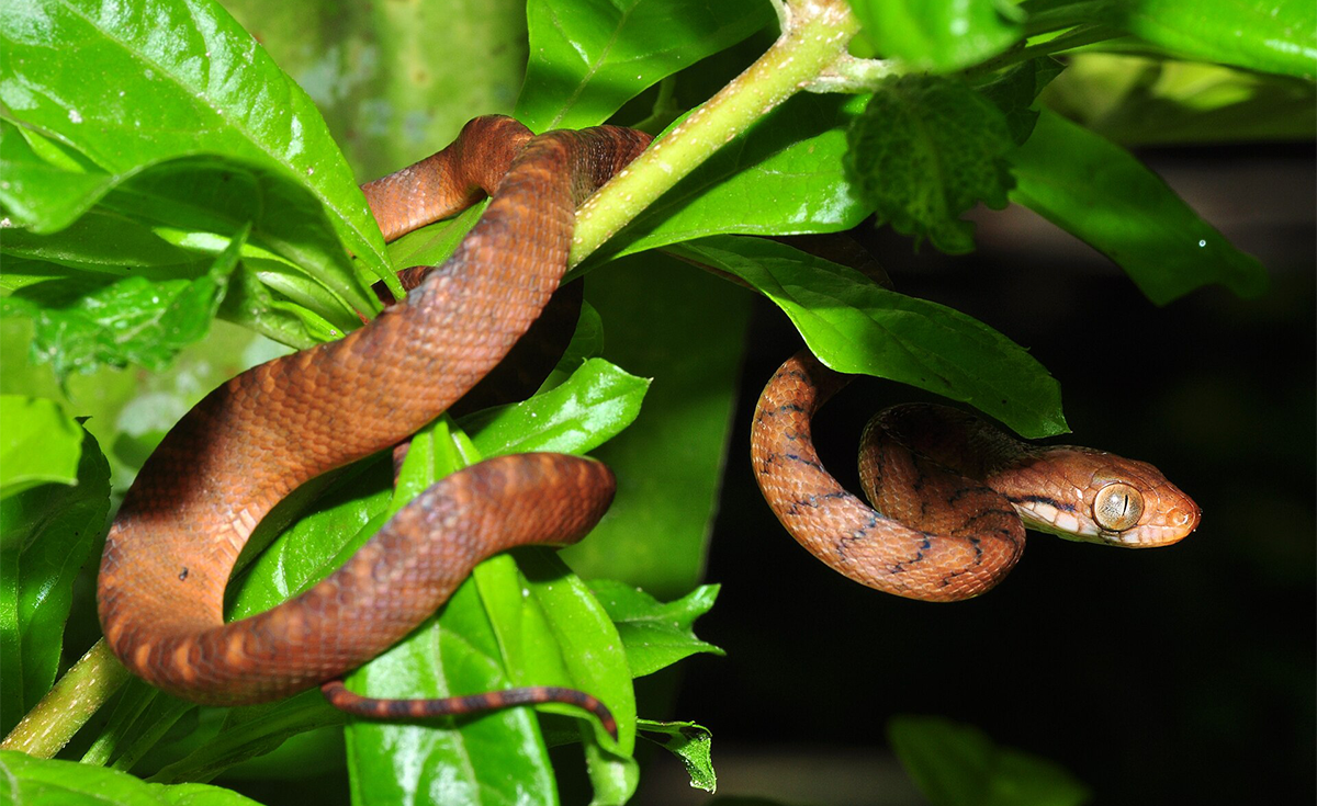How an Inbred Snake Invader Took Over an Island Paradise