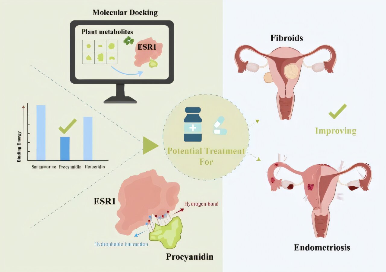 A natural compound steps into the estrogen arena