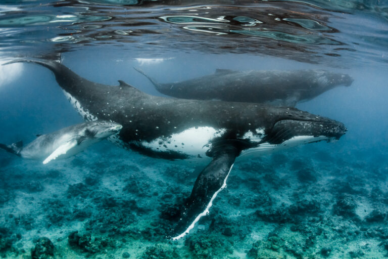 As Australia expands seismic testing, experts warn of profound effects on sealife