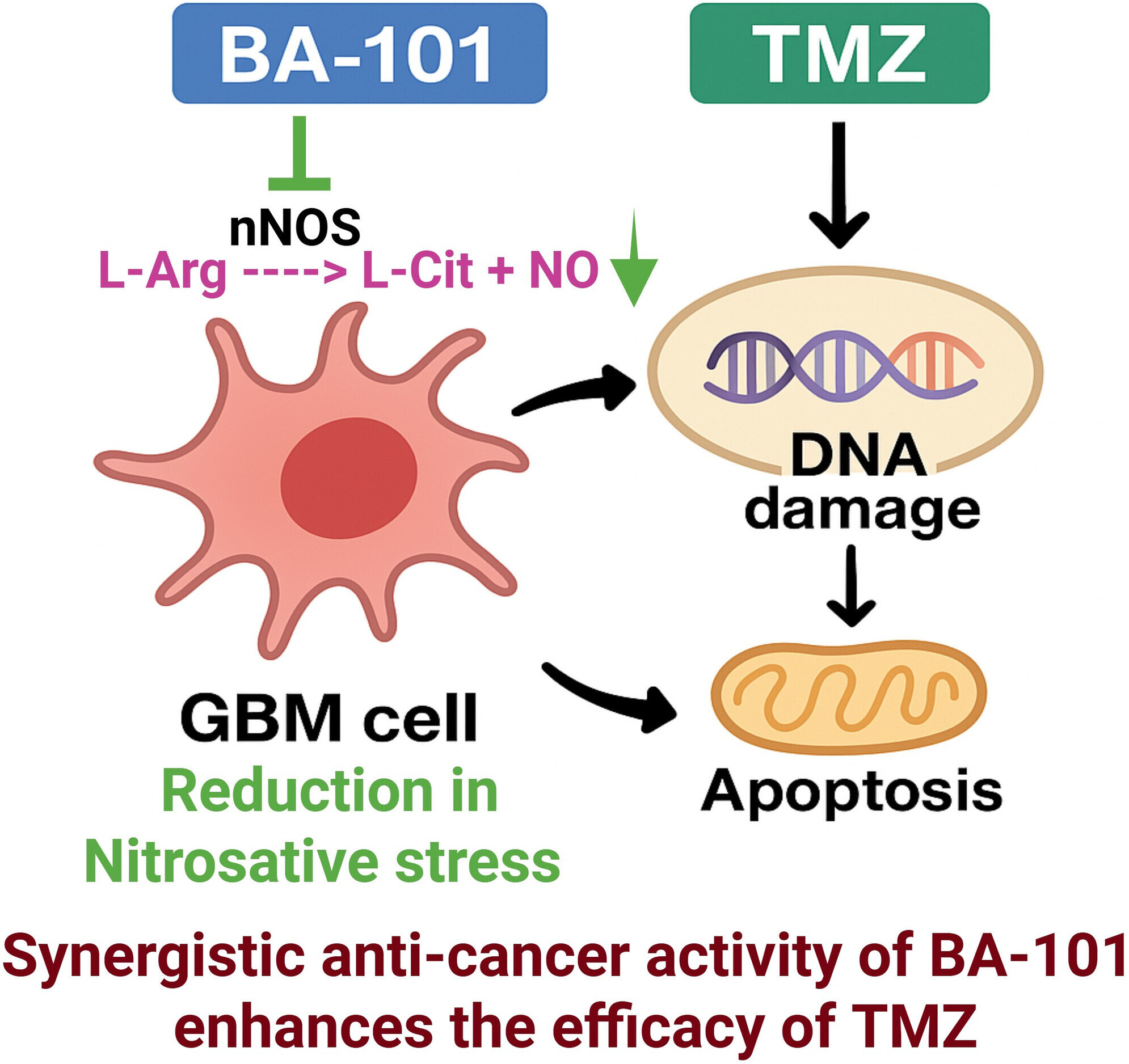 New experimental approach may help overcome drug resistance in deadly brain cancer