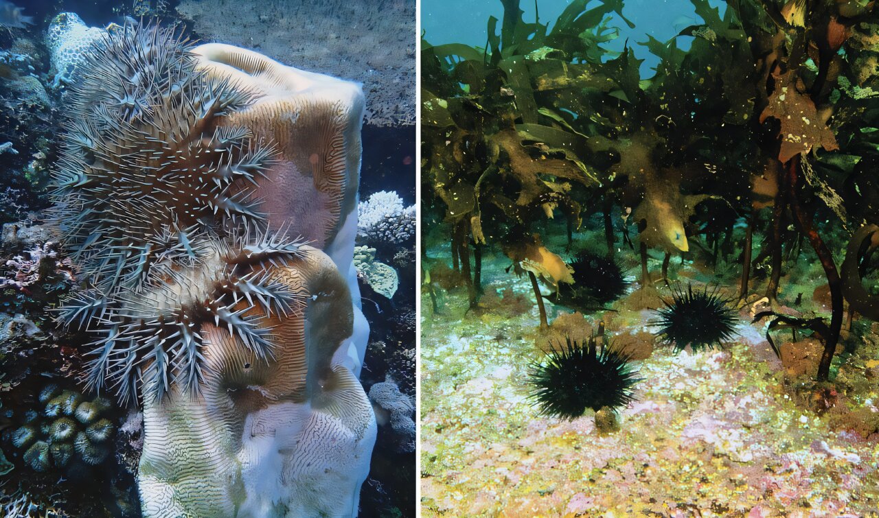 Prickly starfish and urchins are decimating Australia's reefs. But we could find ways to protect them