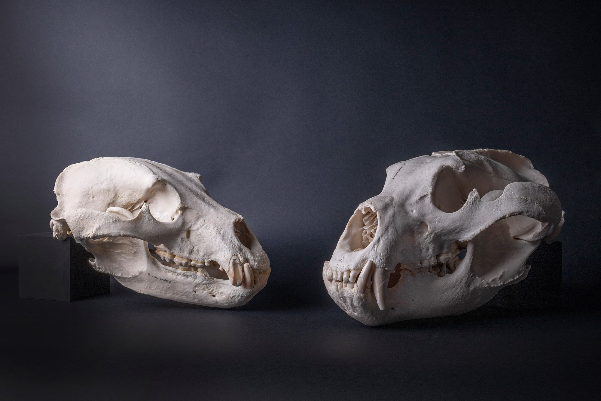 Climate resilience of brown bears over 175,000 years revealed in 3D analyses of their jaws