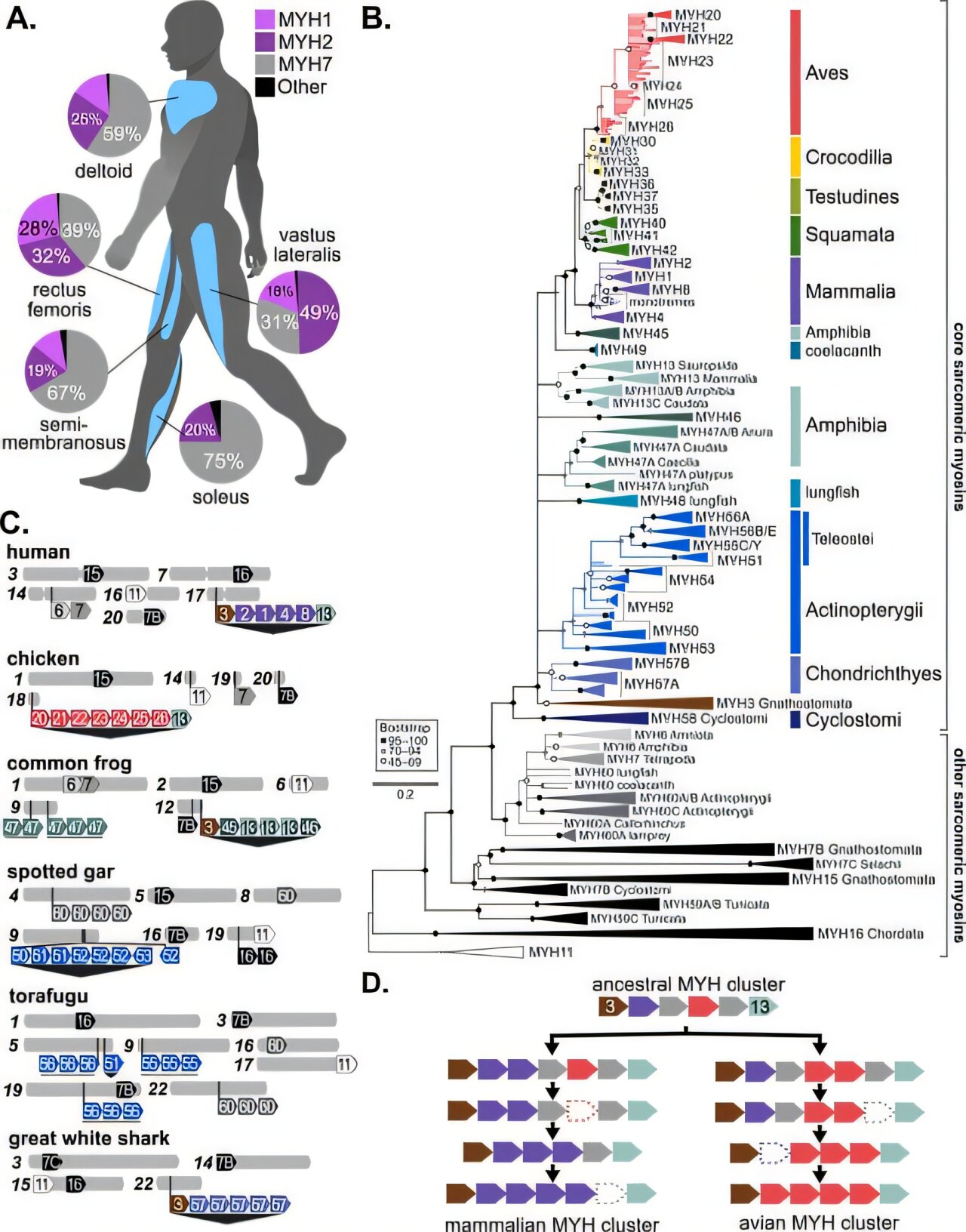 Hidden muscle machinery reveals 50 new gene subfamilies across vertebrates