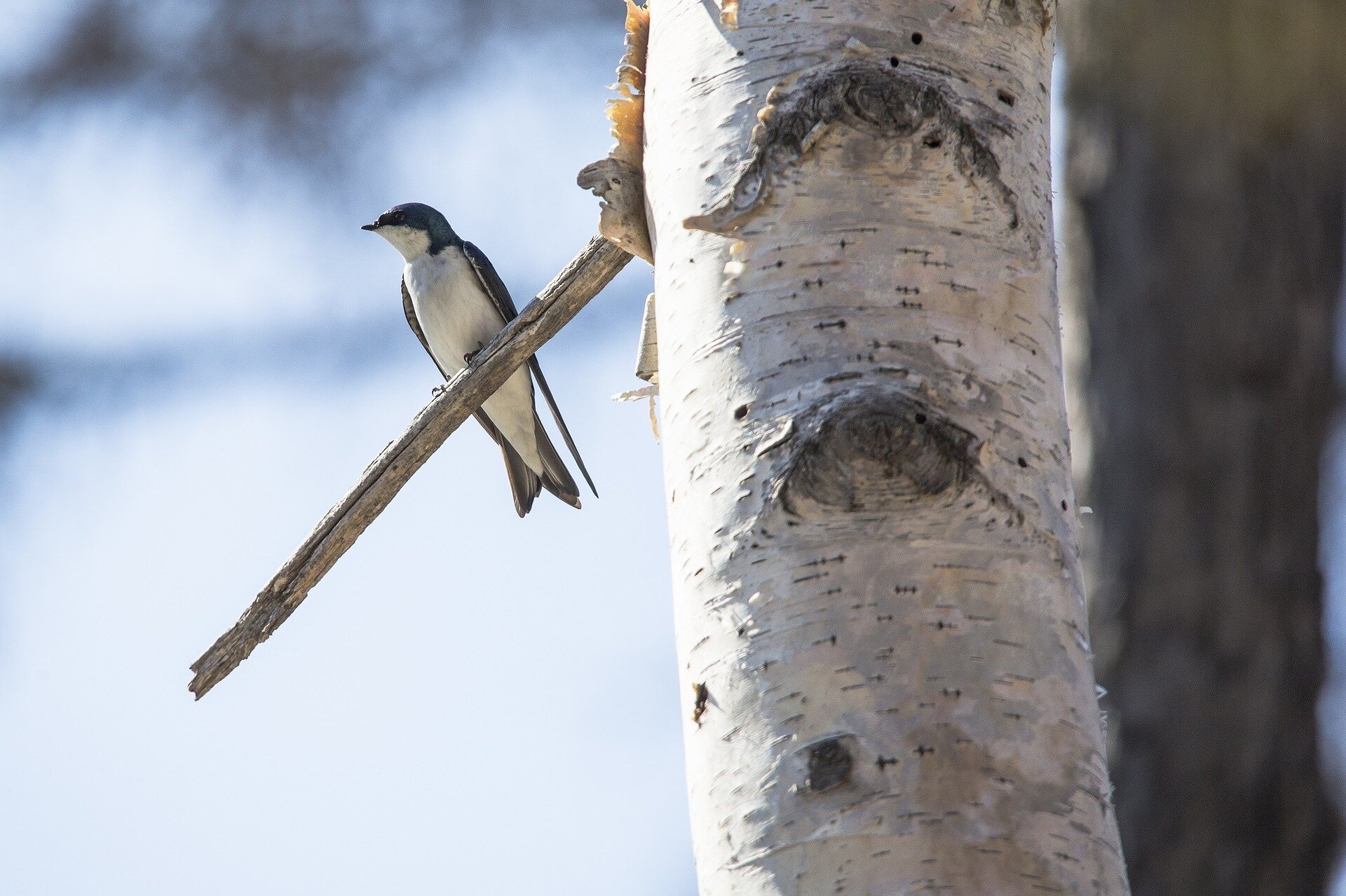 Climate change leaves northern tree swallows more vulnerable those in the southern US