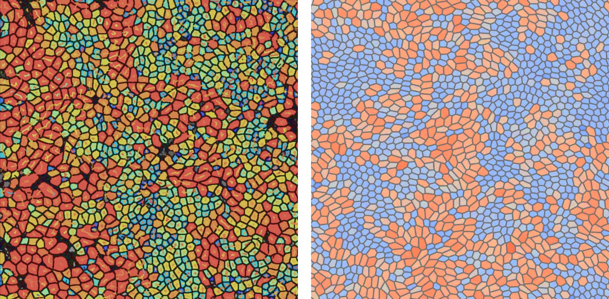 Unraveling the glass-like nature of epithelial tissues